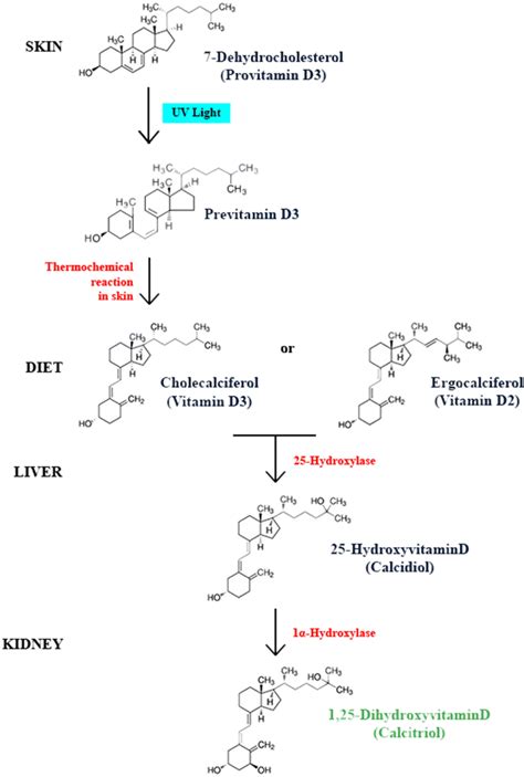 Synthesis Pathways Of Vitamin D2derivatives Vitamins D2 And D3 Download Scientific Diagram