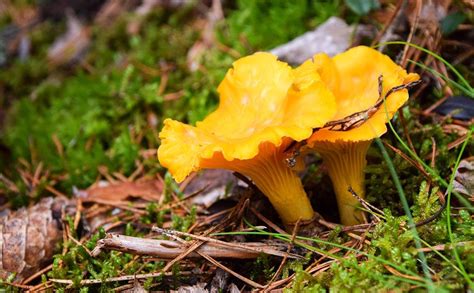 How To Find Identify And Prepare Chanterelle Mushrooms Realtree Store