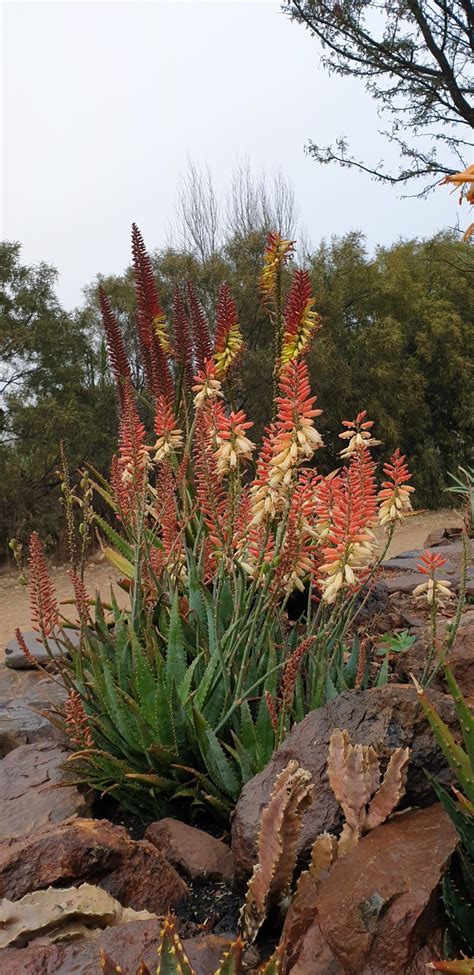 Aloe Hybrid In Flower Johans Hybrids Vaal Retreat July 2019 Plants
