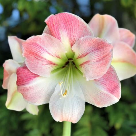 Easy To Grow Amaryllis Apple Blossom Pack Flower Bulbs Walmart Com