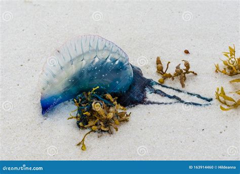 Portuguese Man O War Jellyfish Washed Up On Gulf Coast Ocean Beach
