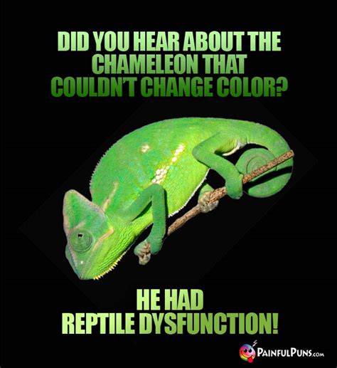 Lizard Jokes Iguana Puns Cameleon Humor