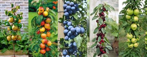 How To Choose And Grow Columnar Fruit Trees