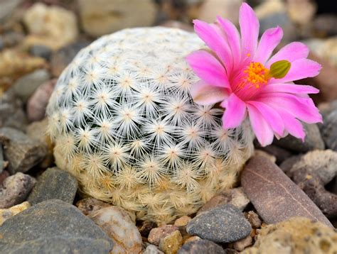 Cacti More Threatened Than Mammals And Birds