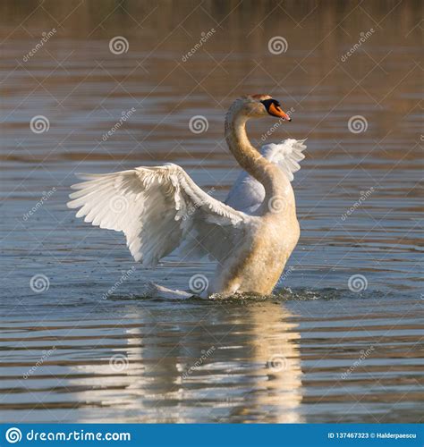 Mute Swan Cygnus Olor Shaking Wings On Water Surface Stock Image