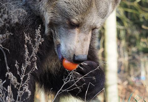 Brown Bear Food And Feeding Behaviour Help For Bears Topics
