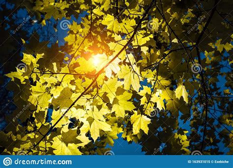 Yellow Maple Leaves Glow In Magic Sunlight Close Up Sunny Autumn Day