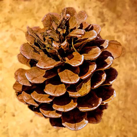 Ponderosa Pine Cone Painting Painting By Bob And Nadine Johnston Pixels
