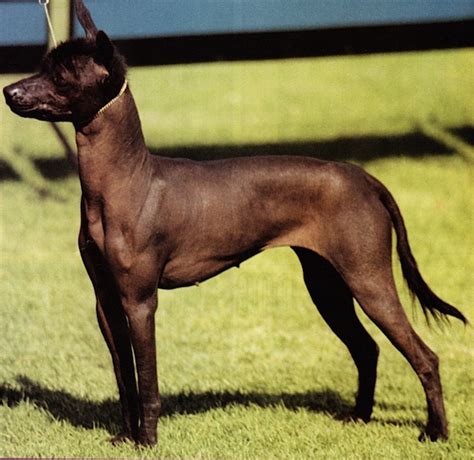 Feel free to browse hundreds of active classified puppy for sale listings, from dog breeders in pa and the. The dog in world: 6 new dog breeds 2011