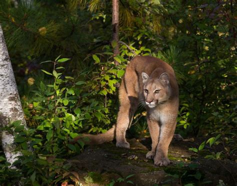 Vancouver Island Man Saves Daughter From Backyard Cougar Attack