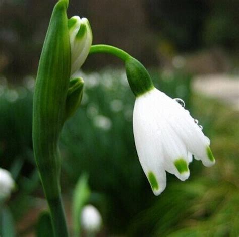 The powerful snowdrop engine enables ubisoft content creators to set their creative minds free. Snowdrop Flower seeds Beautiful garden | Fresh Garden Decor