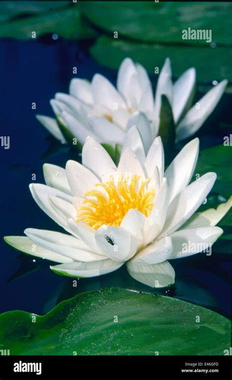 Withe Water Lilies Nymphaea Alba Flowers And Floating Leaves In