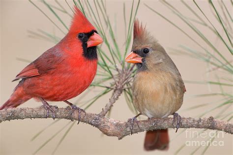 Northern Cardinal Pair In Pine Tree Photograph By Bonnie Barry
