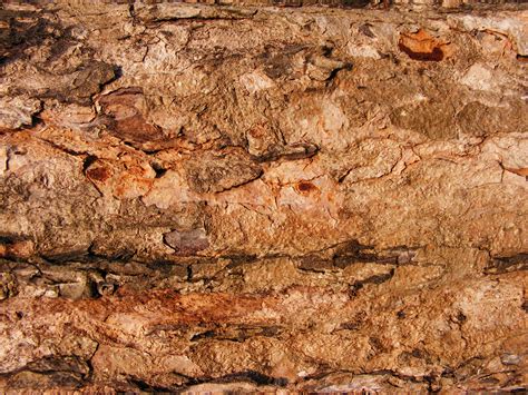 Monthly Texture 6 Wood Bark Textures For Free Artfans Design