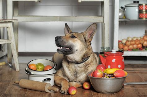 Go Cook For Your Pets Day 1st November Days Of The Year