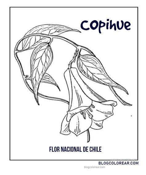 Colorear Copihue Flor Nacional De Chile Colorear Dibujos Infantiles