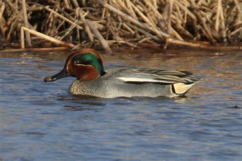 Eurasian Green Winged Teal Common Teal Photo Gerry Dewaghe Photos