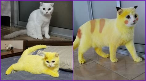 Thailand Womans Cat Looks Like Pikachu After Accidentally