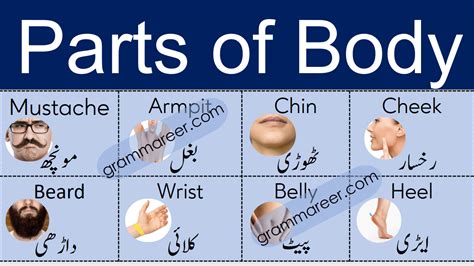 Female Body Parts Name In English And Urdu Parts Of Body Names In
