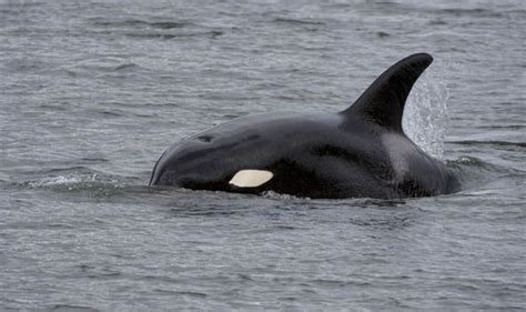 Wikie The Killer Whale Learns To Talk To Humans Listen As She Speaks