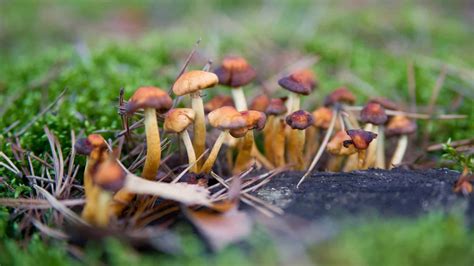 Psychedelic Mushrooms The Ridgewood Blog