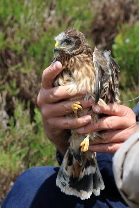 Hen Harrier Brood Meddling Slammed By Wild Justice Protect The Wild