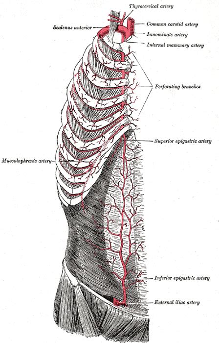 External Iliac Artery Wikidoc