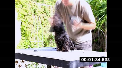 Maybe you would like to learn more about one of these? How to give a dog a haircut in less then two minutes - YouTube