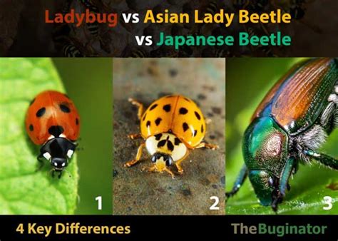 ladybug vs asian lady beetle vs japanese beetle 4 differences 🪰 the buginator