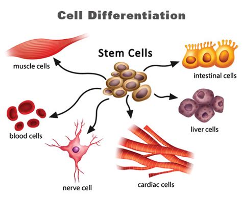 Bioprinting 101 Part 17 Stem Cells The Voice Of 3d