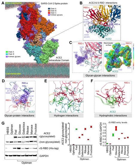ijms free full text structural and functional analysis of female sex hormones against sars
