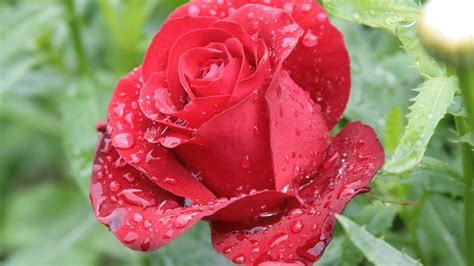 Photography Of Red Rose With Dew Drops Hd Wallpaper Wallpaper Flare