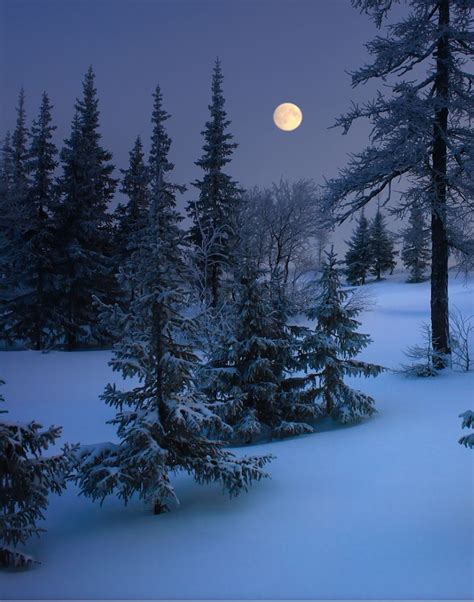 Blue Winter Evening By Moonlight By © Sergei Vagav
