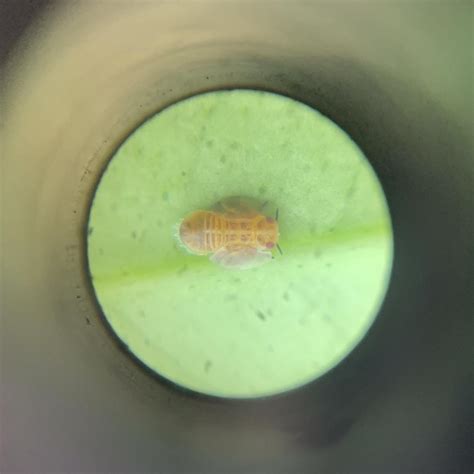 1mm Wide And 2mm Long Found It On My Orange Tree In Socal Took The