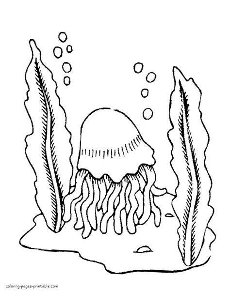 Ocean Animals Jellyfish Coloring Pages Coloring Pages Printablecom