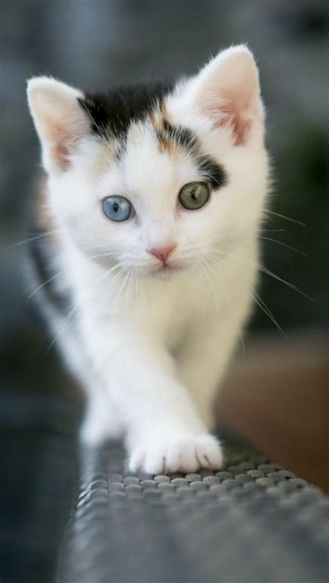 1000 Images About Cute Kittens On Pinterest Orange
