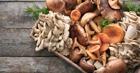 Some Of The Best Edible Mushrooms In India And Across The World Food