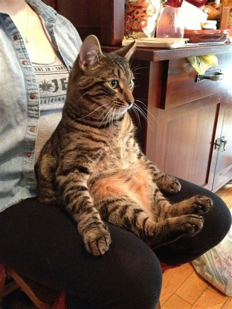 19 Chill Cats Who Are Sitting Like Humans The Dodo