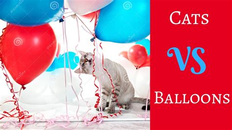 Cats Vs Balloons 😻 Vs 🎈 Funny Cats Vines Youtube
