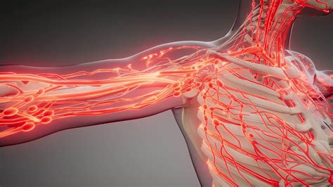 Blood Vessels Of Human Body Stock Motion Graphics Sbv 336858613