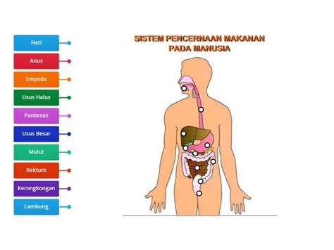 Sistem Organ Pencernaan Manusia Labelled Diagram