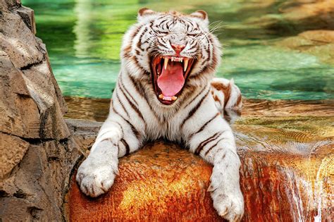 Beautiful White Bengal Tiger Whitetiger116856 Photograph By Frank J
