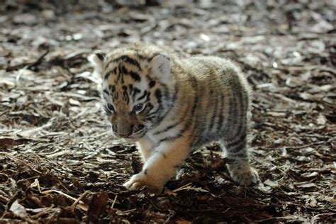 Erste Bilder Tigerbabys Im Tiergarten Schönbrunn Katze And Du