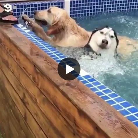 Adorable Dog Is Practicing Swimming In Pool Funny 9gag Lol Lmao