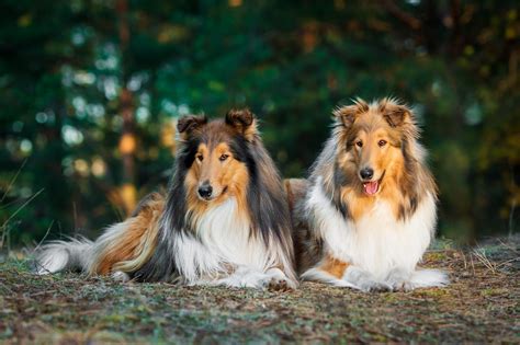 A Comprehensive Guide To The Rough Collie Dog Breed Breedexpert
