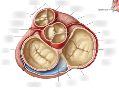 Herzklappen Schaubild Diagram Quizlet
