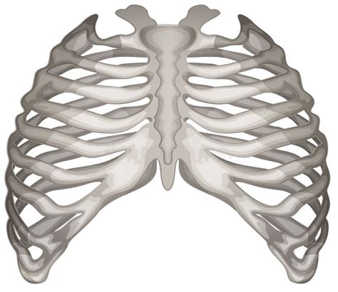 Rib Cage Stock Vector Image Of Ribcage Bones Process 35501772