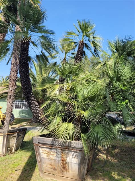 Charitybuzz Mediterranean Fan Palm Tree From B And C Tree