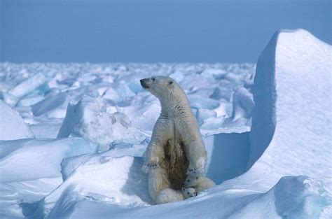 How Many Polar Bears Will Be Left In If Temperatures Keep Rising