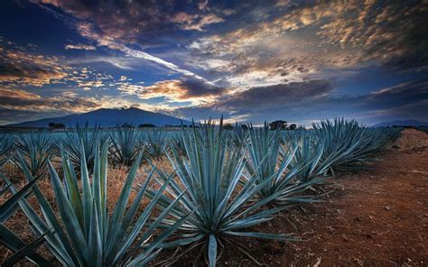 tequila jalisco patrimonio mundial de la humanidad méxico desconocido pueblos magicos de